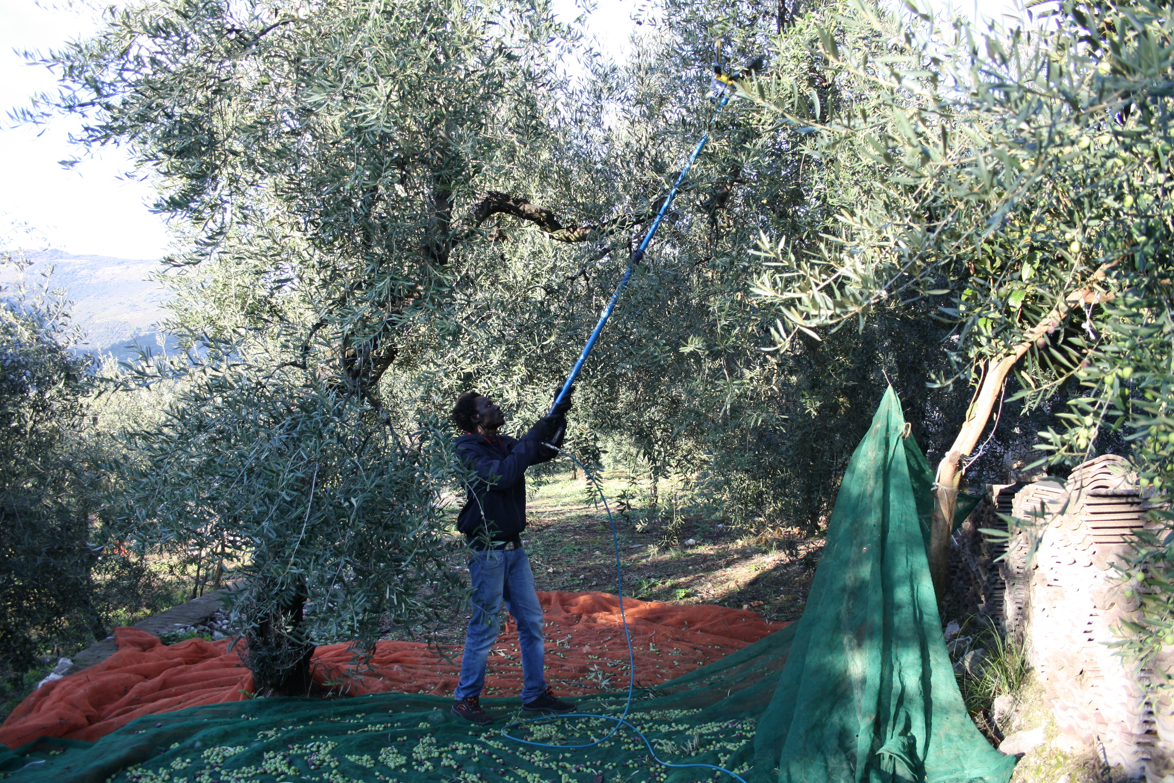 Raccolta delle Olive