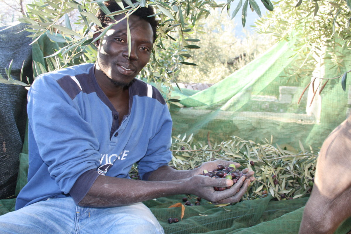 Raccolta delle olive